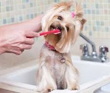 Buzzs Pet Center logo