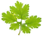 Anna's Health Foods logo