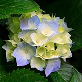 Better Health Connection logo