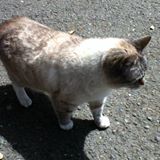 Down Home Foods logo