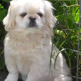 Florence Pet Center logo