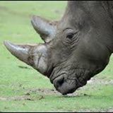 The Healthy Rhino logo